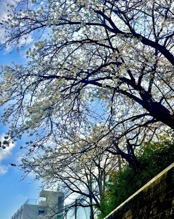 Image_20260326_133729_554.jpegのサムネイル画像